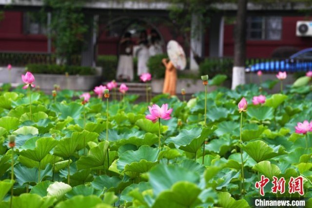 成都：四川大學(xué)荷花盛開(kāi)成為畢業(yè)季打卡地